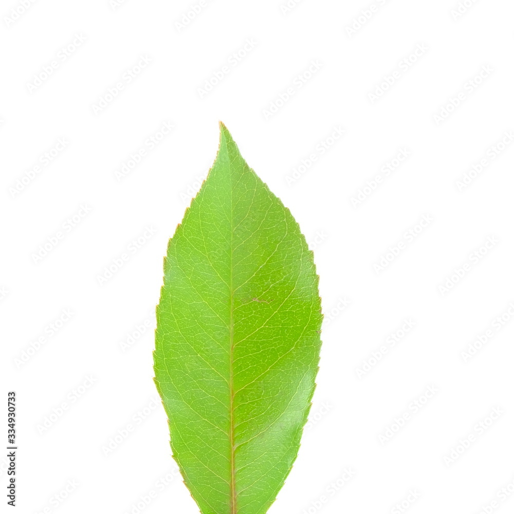 Obraz premium Green seedling on white background