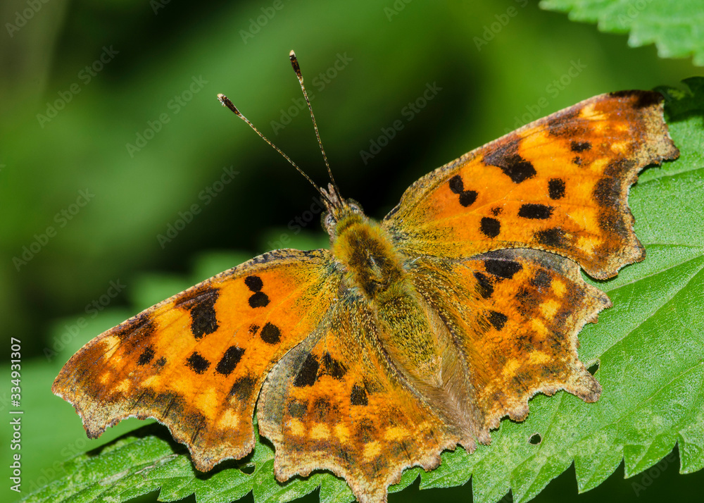 Fototapeta premium Polygonia C-album L. 1758.