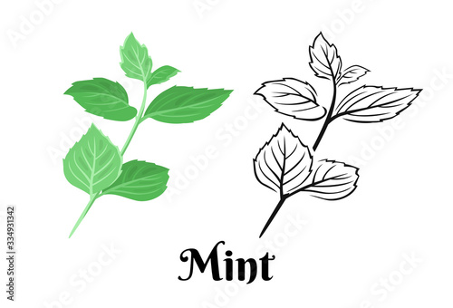 Mint branch isolated on white background. Vector color illustration of  fragrant green peppermint leaf in cartoon flat style and simple black and white outline. Medical and culinary herb icon.