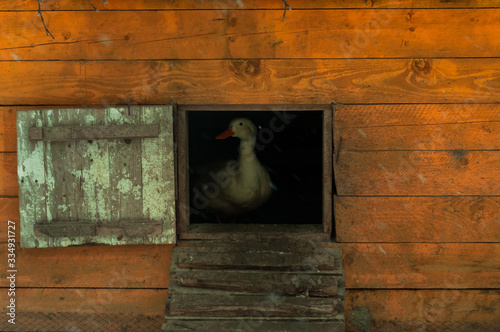  poultry hiding in his house © Дмитрий Криволуцких