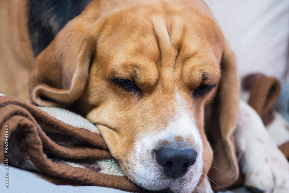 face of a cute beagle dog close up