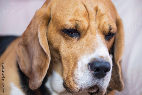 face of a cute beagle dog close up