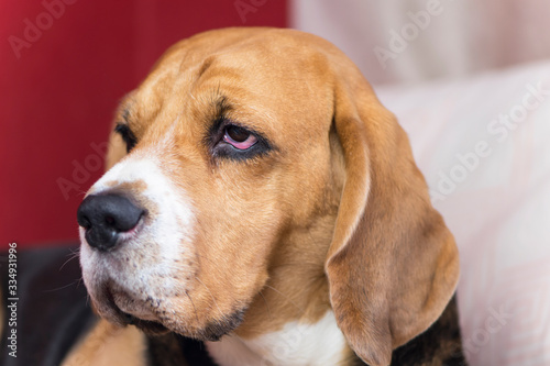 face of a cute beagle dog close up