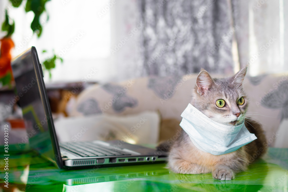 Naklejka premium Fluffy grey and brown cat with green eyes in a protective mask. The cat was protected from the virus by a mask and education and working online, makes shopping over the Internet 