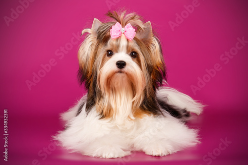 Biewer Yorkshire Terrier on colored backgrounds