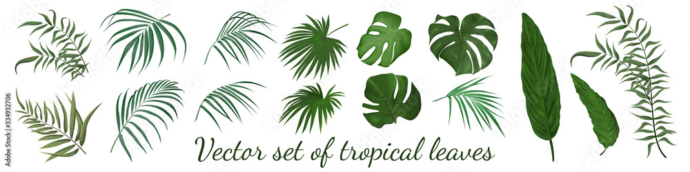 Tropical leaves vector - obrazy, fototapety, plakaty 