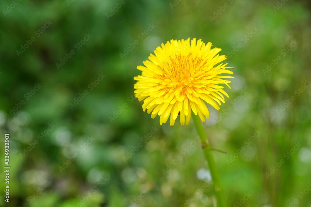 Dandelion flowers in full bloom in spring Dandelion flowers in full bloom in spring