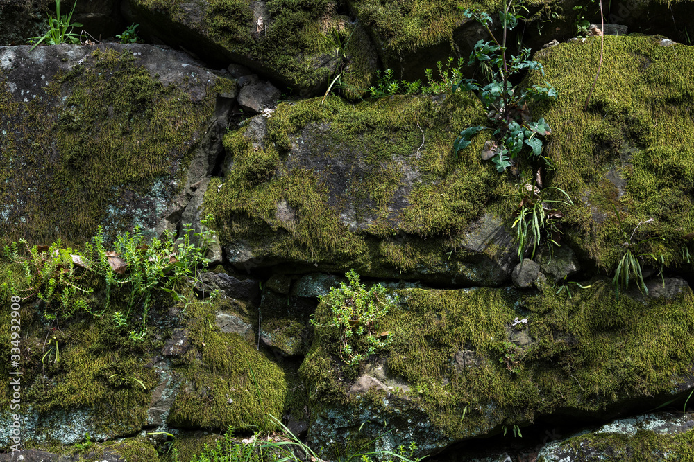 The grass that grows on the mossy Japanese stone walls