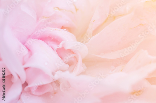 Beautiful pink roses flower close up abstract background