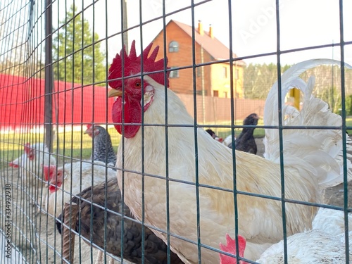 White rooster by fence on the farm