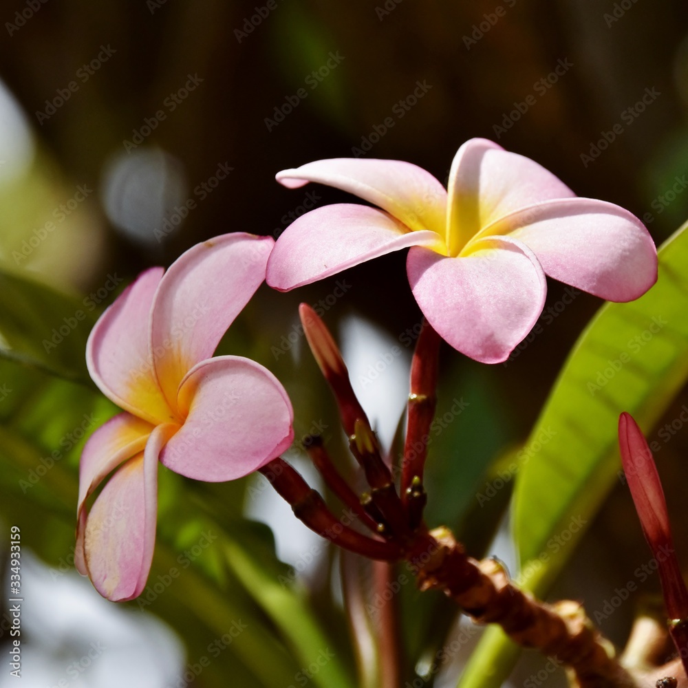 Fototapeta premium Close up of pink and yellow frangipani blossoms