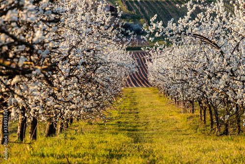 Fototapeta Naklejka Na Ścianę i Meble -  orchard in spring