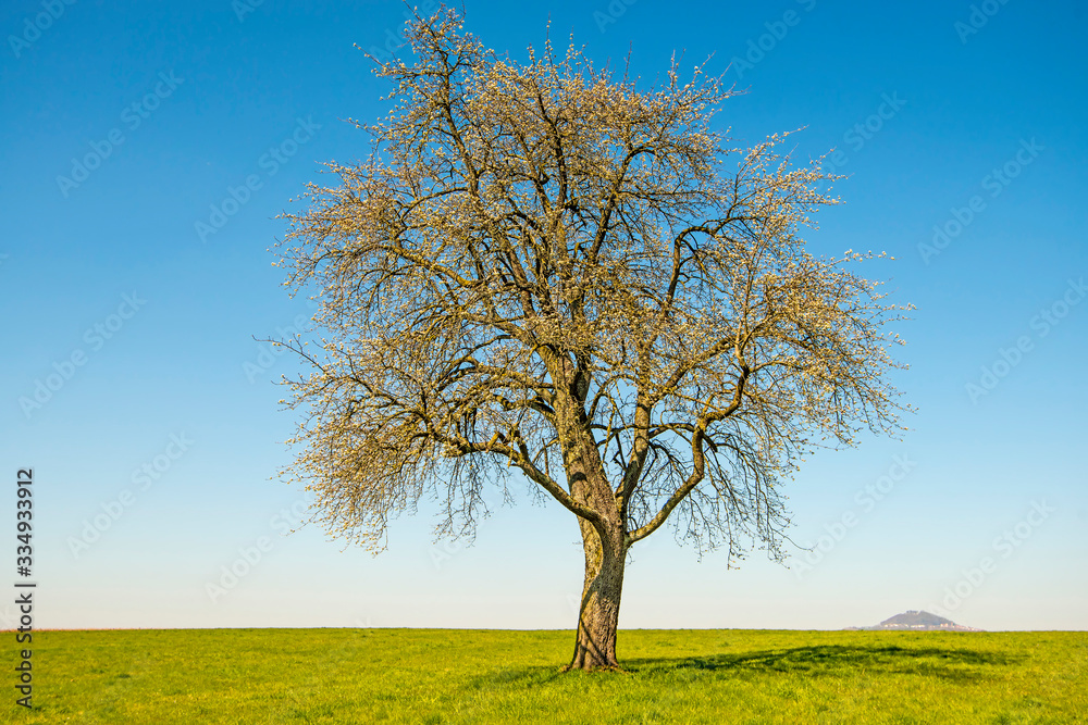 blossom of a pear tree with a blue sky and hill Hohenstaufen in Germany