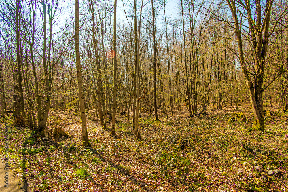 forest in springtime with first green leaves forest in springtime with first green leaves