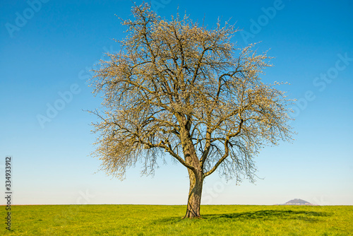 blossom of a pear tree with a blue sky and hill Hohenstaufen in Germany