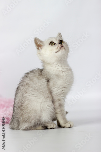 Portrait of British Shorthair cat on a white background. © Katrin