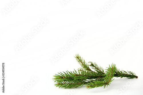 branch of fir on white background