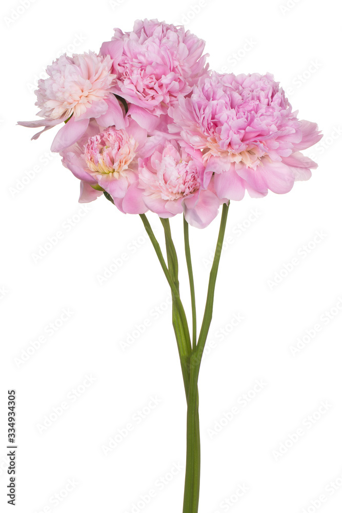 peony flower isolated