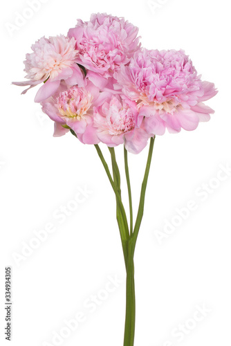 peony flower isolated