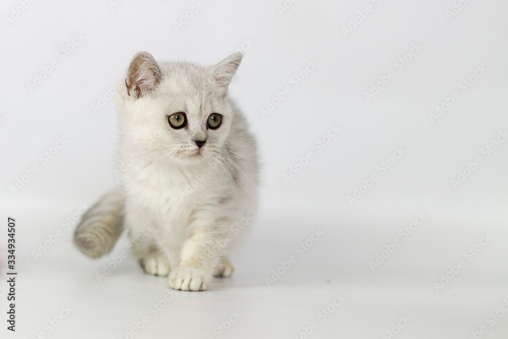 Portrait of British Shorthair cat on a white background.