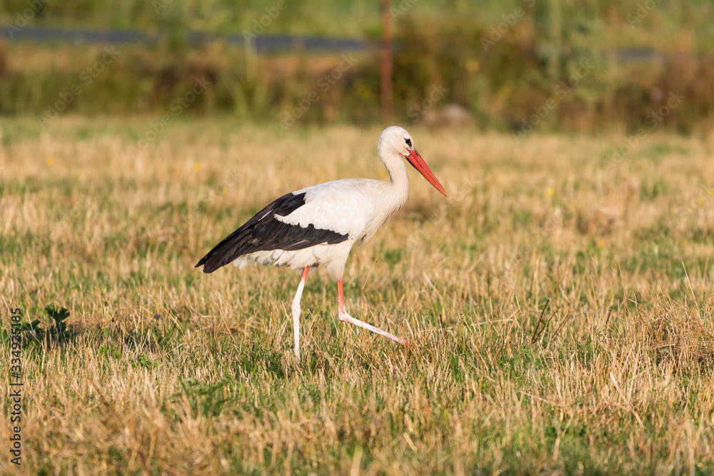 Naklejka premium Storch auf Nahrungssuche