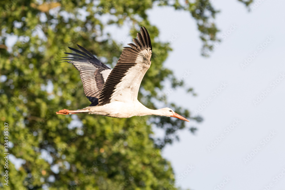 Obraz premium Storch im Flug