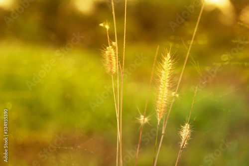 grass or reed flower in the green yellow meadow field background © bidala