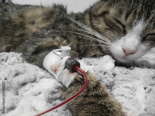 Tableau sur toile close up.sick cat is given a blood transfusion.