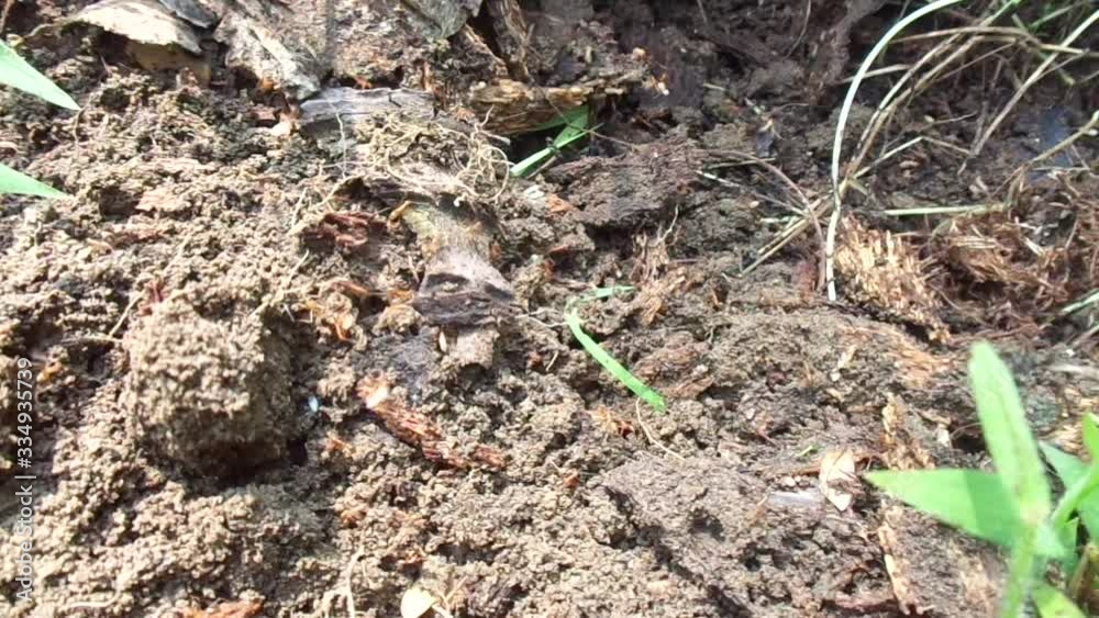 Red ants with natural background