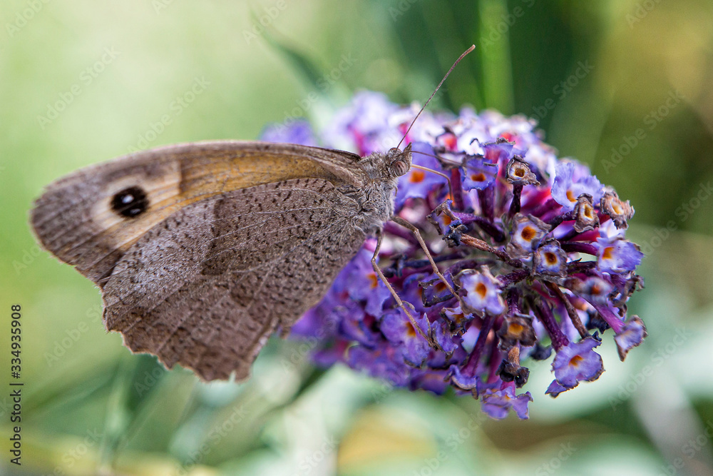 Obraz premium Papillon