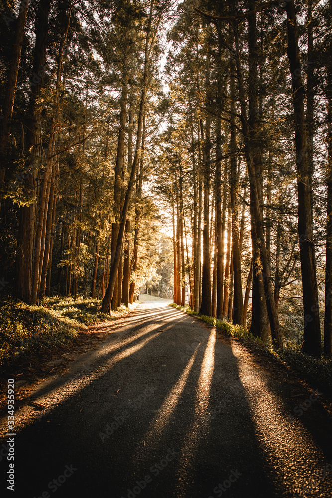 Fototapeta premium sunlight hitting the road