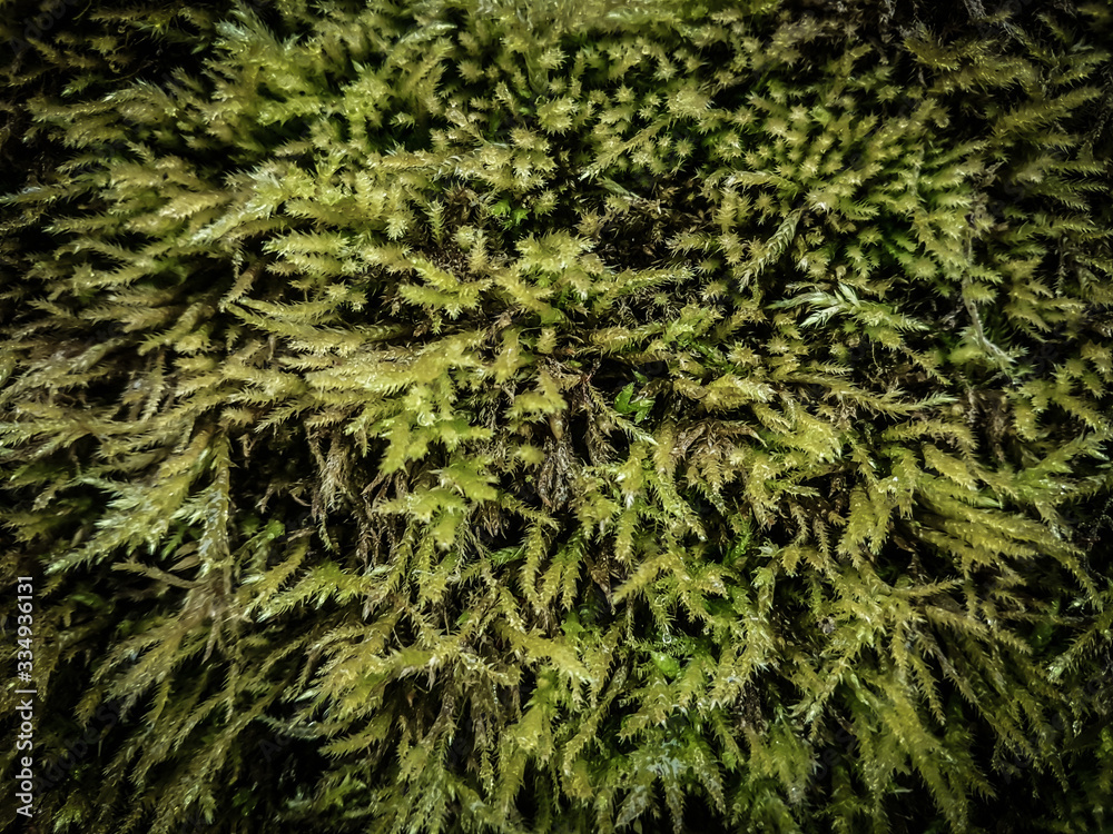 close up. a fluffy carpet of green moss . close up. a fluffy carpet of green moss .
