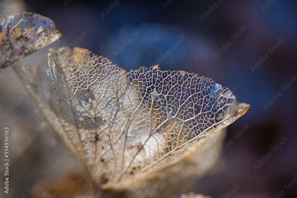 Obraz premium Lace leaves texture macro background. Dried, perforated hydrangea leaves on blurred background, light and shadows contrast, a concept for ageing, fading away, passing time and a fragility of life.