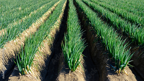 Japan, field of Negi, Japanese bunching onions, Welsh onions, spring onions, Allium fistulosum. Japanese vegetable plots. photo