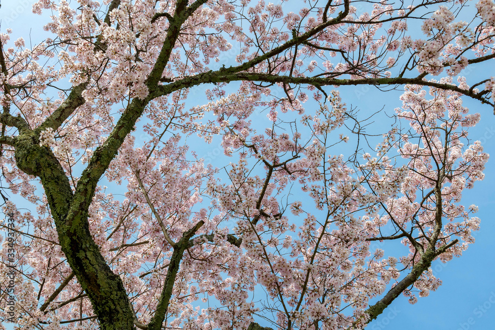 A cherry tree with pink flowers in full bloom.