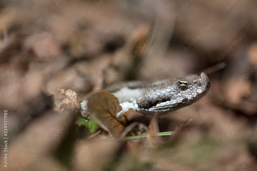 Portrait of head of venomous viper snake in fallen leaves Portrait of head of venomous viper snake in fallen leaves