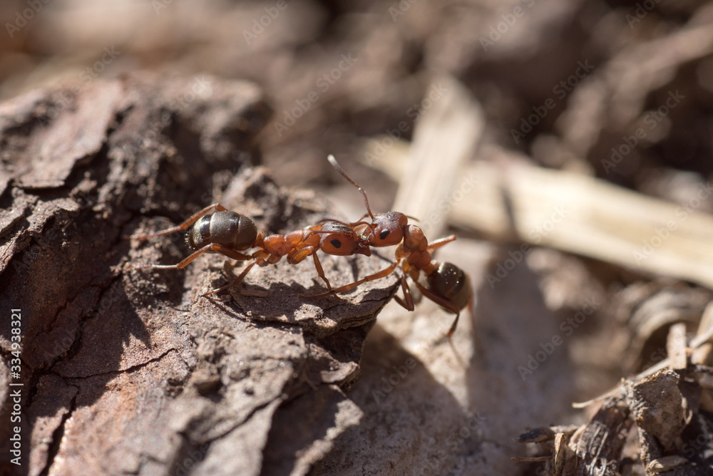 un litigio tra formiche in primavera