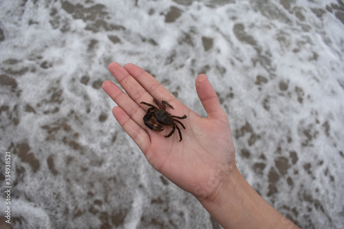 crab on hand against the background of the sea