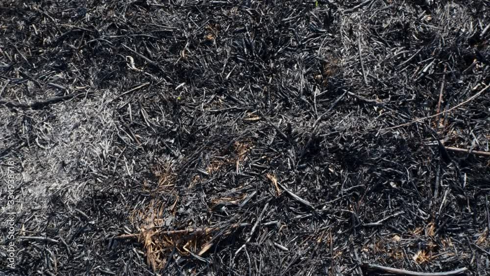 Close-up of scorched earth after the spring fire in forest. Black burnt field with fresh sprouts of new grass. Dead planting with trees. Consequences of the steppe fire. Extraordinary incident Close-up of scorched earth after the spring fire in forest. Black burnt field with fresh sprouts of new grass. Dead planting with trees. Consequences of the steppe fire. Extraordinary incident