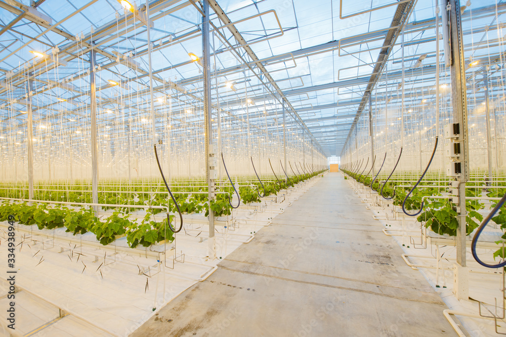 Big hydroponics greenhouse farm, is a lot of greens and vegetables Big hydroponics greenhouse farm, is a lot of greens and vegetables