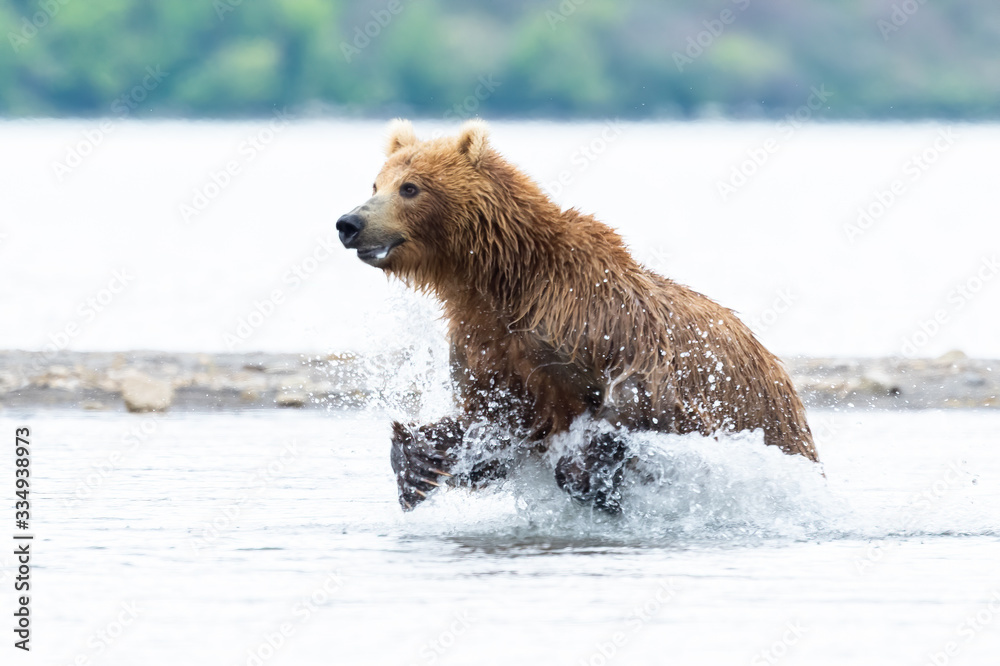 Obraz premium Ruling the landscape, brown bears of Kamchatka (Ursus arctos beringianus)