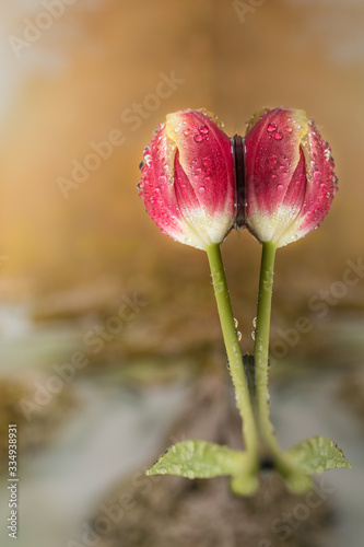 Pink tulip reflected on water. Detailed shot of this typical spring flower. Fragile and very favourited. Pastel colors.