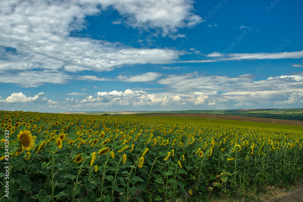 Golden fields of sunflowers. Landscape whit sunflowers and blue sky.