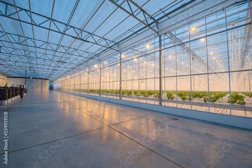 Big hydroponics greenhouse farm, is a lot of greens and vegetables © Артем Ионов