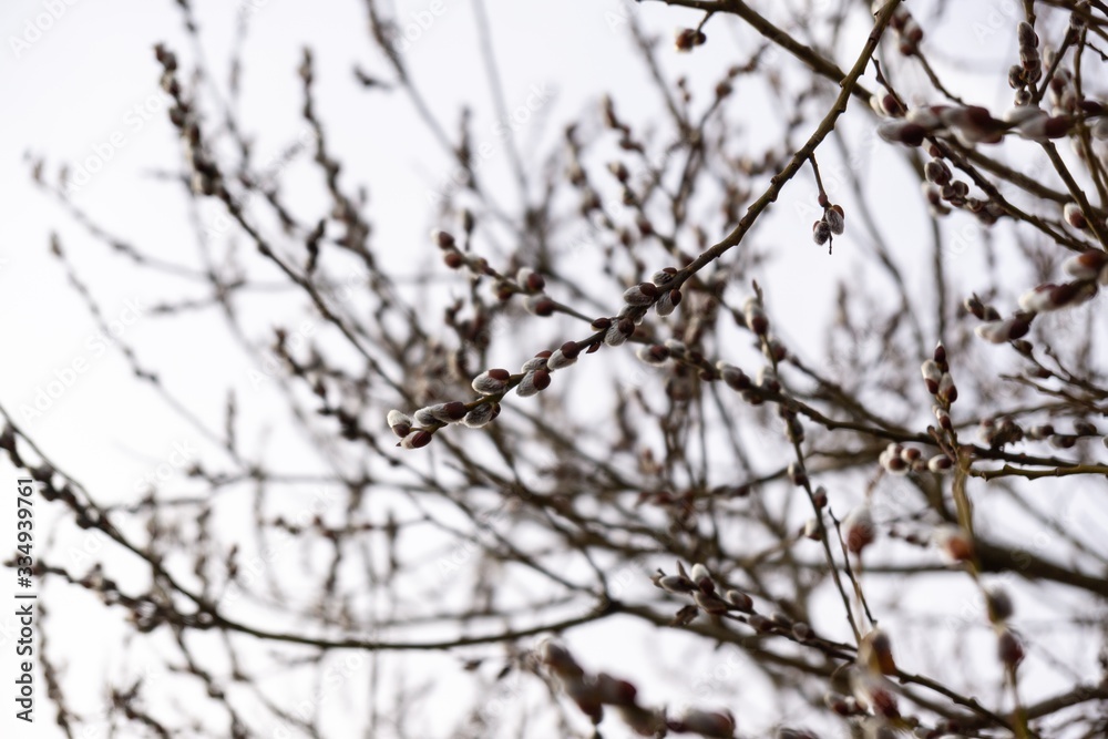 Spring tree flowering. Branch of willow wkith catkins - lamb's-tails. Slovakia Spring tree flowering. Branch of willow wkith catkins - lamb's-tails. Slovakia