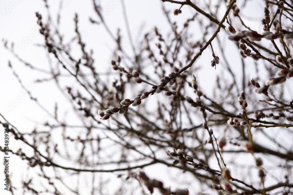 Spring tree flowering. Branch of willow wkith catkins - lamb's-tails. Slovakia Spring tree flowering. Branch of willow wkith catkins - lamb's-tails. Slovakia
