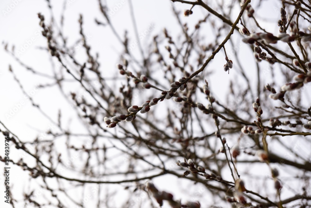 Spring tree flowering. Branch of willow wkith catkins - lamb's-tails. Slovakia	