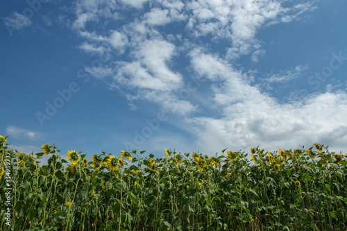 Golden fields of sunflowers. Landscape whit sunflowers and blue sky.