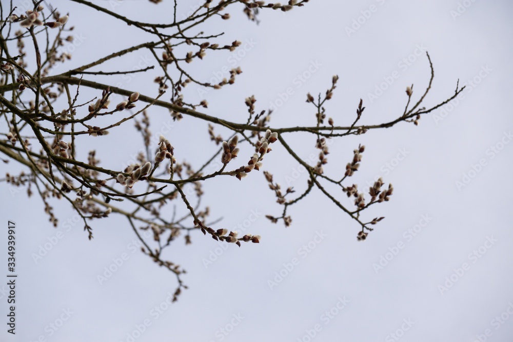 Spring tree flowering. Branch of willow wkith catkins - lamb's-tails. Slovakia Spring tree flowering. Branch of willow wkith catkins - lamb's-tails. Slovakia