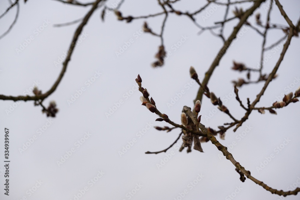 Spring tree flowering. Branch of willow wkith catkins - lamb's-tails. Slovakia Spring tree flowering. Branch of willow wkith catkins - lamb's-tails. Slovakia